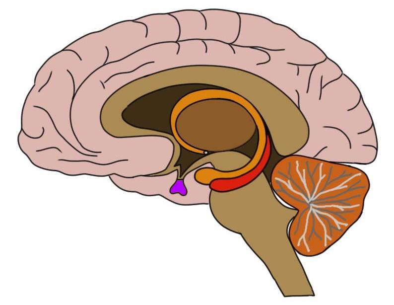 Know your brain: Pituitary gland — Neuroscientifically ...