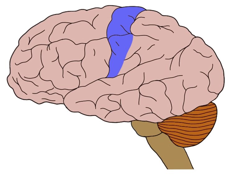 Know your brain: Primary somatosensory cortex ...