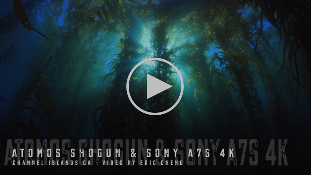 Nauticam and Atomos Shogun Vimeo Showreel (Download 4K File Here)