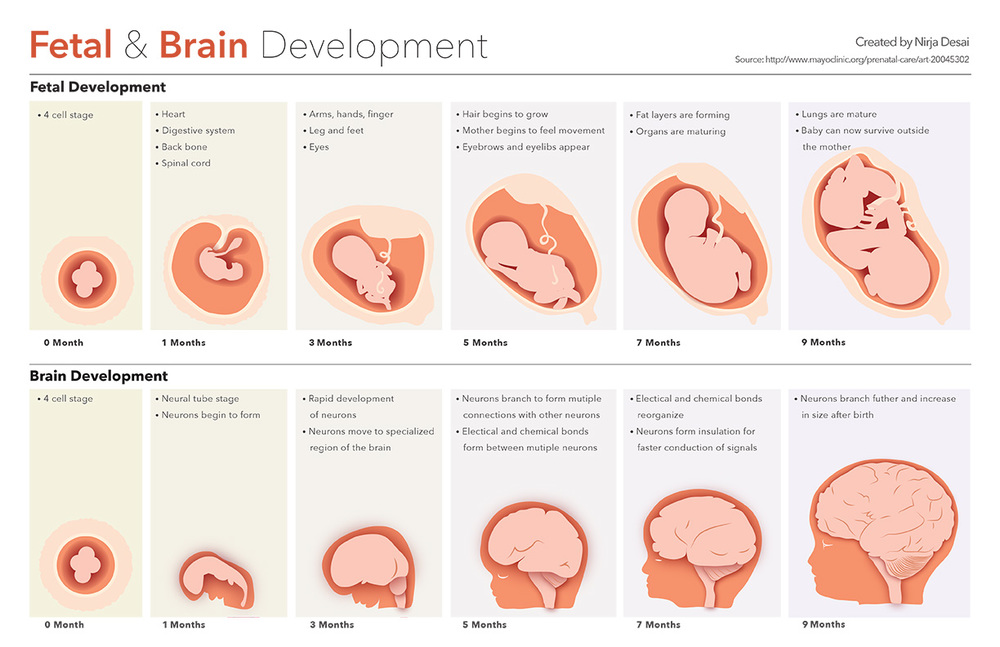 At Which Month Baby Brain Development During Pregnancy
