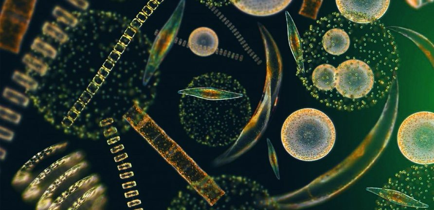 PHOTO: Phytoplankton