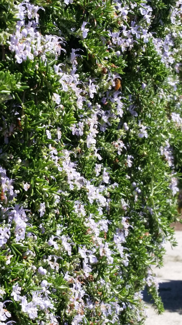 "ROSEMARY WITH BEES" TAKEN BY WISE OWL james in california