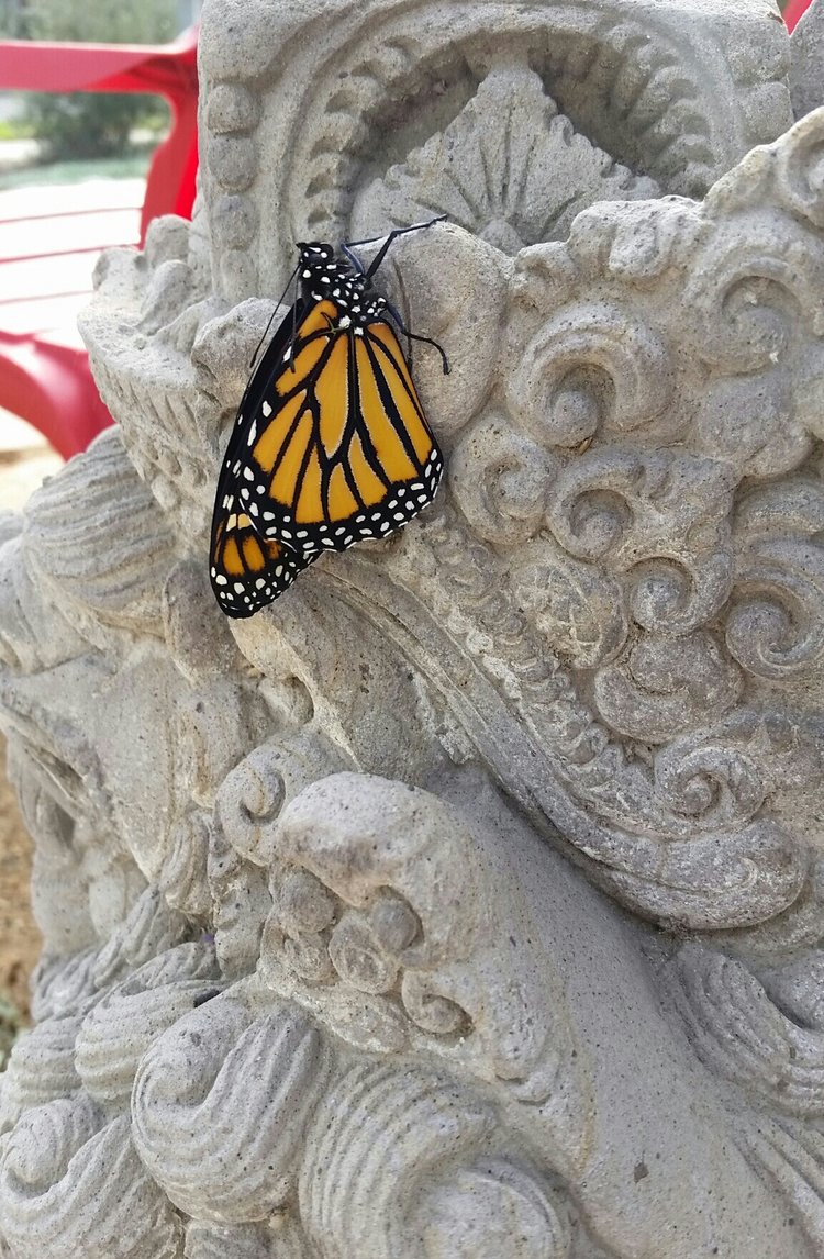 "NELWY-HATCHED MONARCH BUTTERFLY ON BALINESE GUARDIAN STATUE" from wise owl steffie in California"