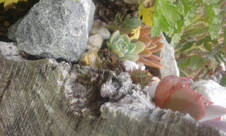 "LITTLE TOAD AMONGST THE SUCCULENTS" TAKEN BY WISE OWL KRISTINE IN NORTHERN CALIFORNIA
