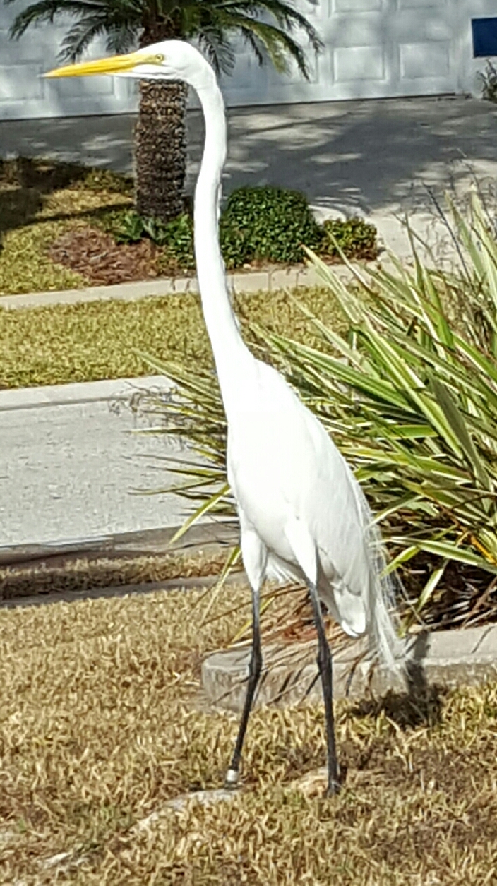 "AFTERNOON VISITOR" TAKEN BY WISE OWL BRENDA IN FLORIDA