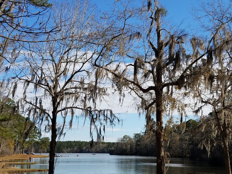 "SPANISH MOSS in L.A. - LOWER ALABAmA" TAKEN YESTERDAY BY WISE OWL LUCKY