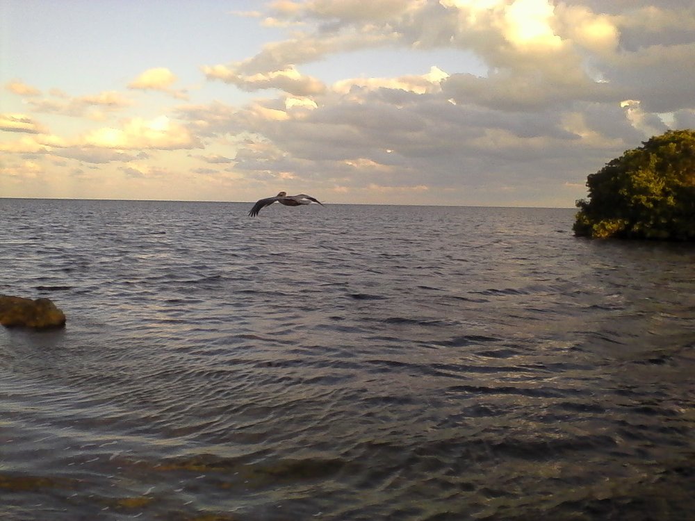PHoto taken at deering point, palmetto bay, florida by wise owl kahlil
