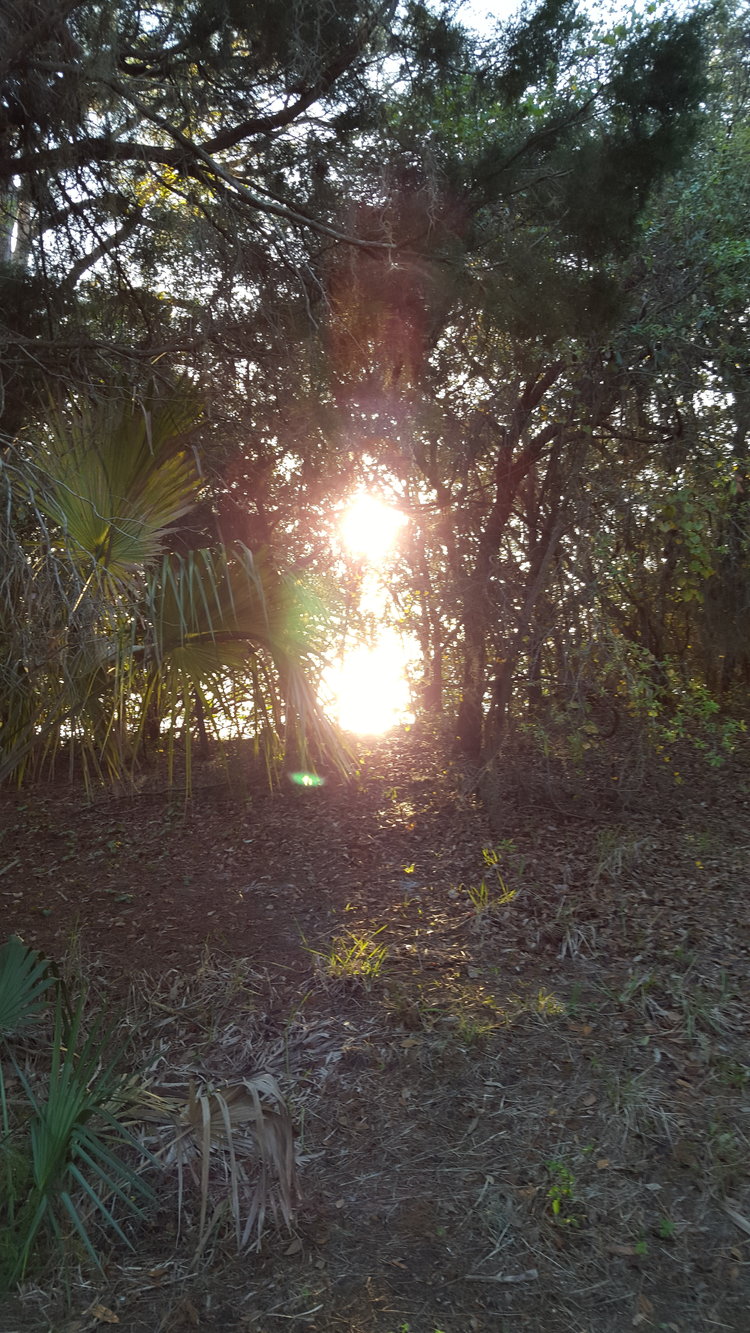 "SUN reflecting off water through trees" taken in wall springs, florida by wise owl brenda