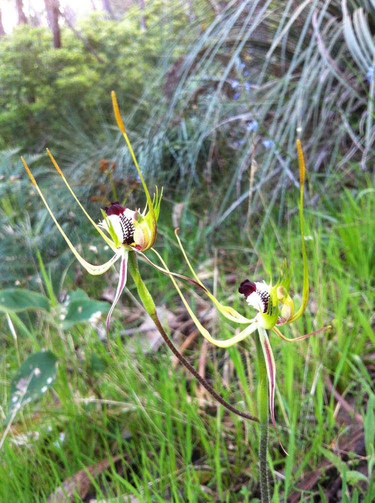 "AUStralian spider orchids" taken by wise owl kate