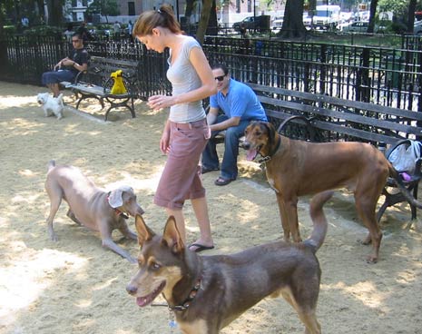 Tompkins Square Park Dog Park