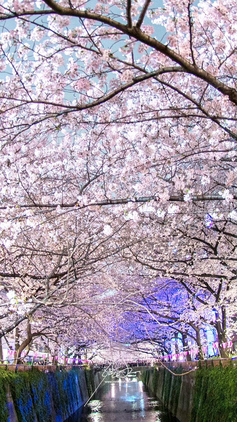 Free Japanese Cherry Blossom Smartphone Wallpapers — Barrett