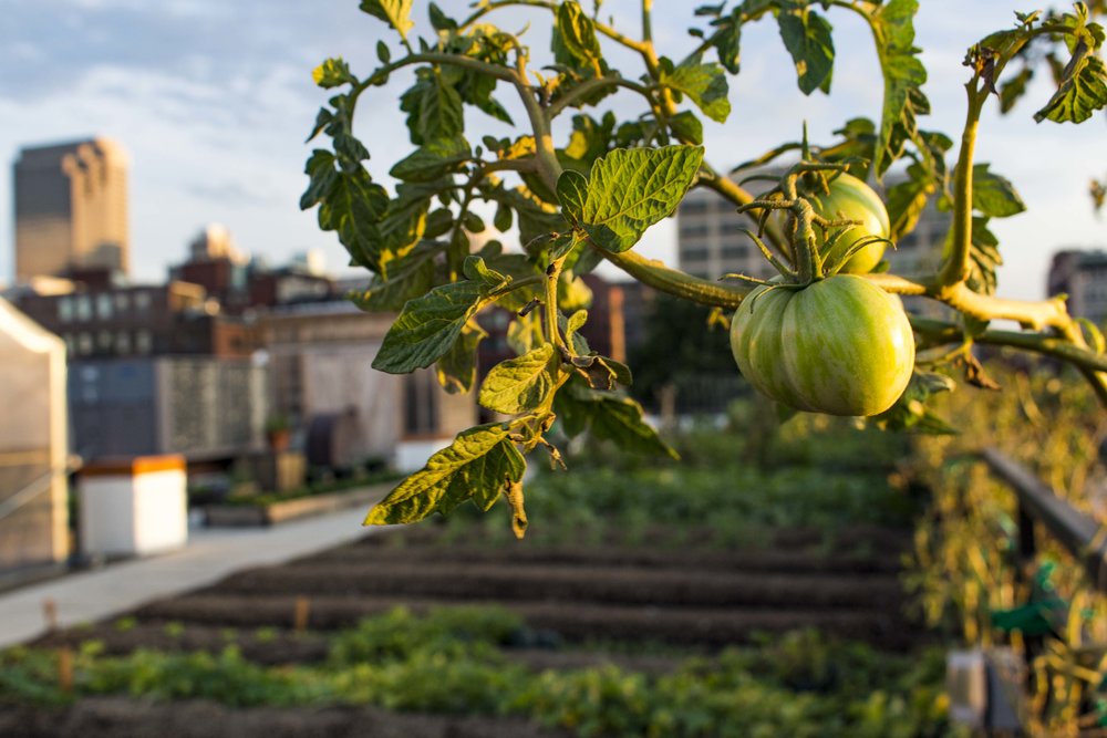 Food Roof Farm — Urban Harvest STL