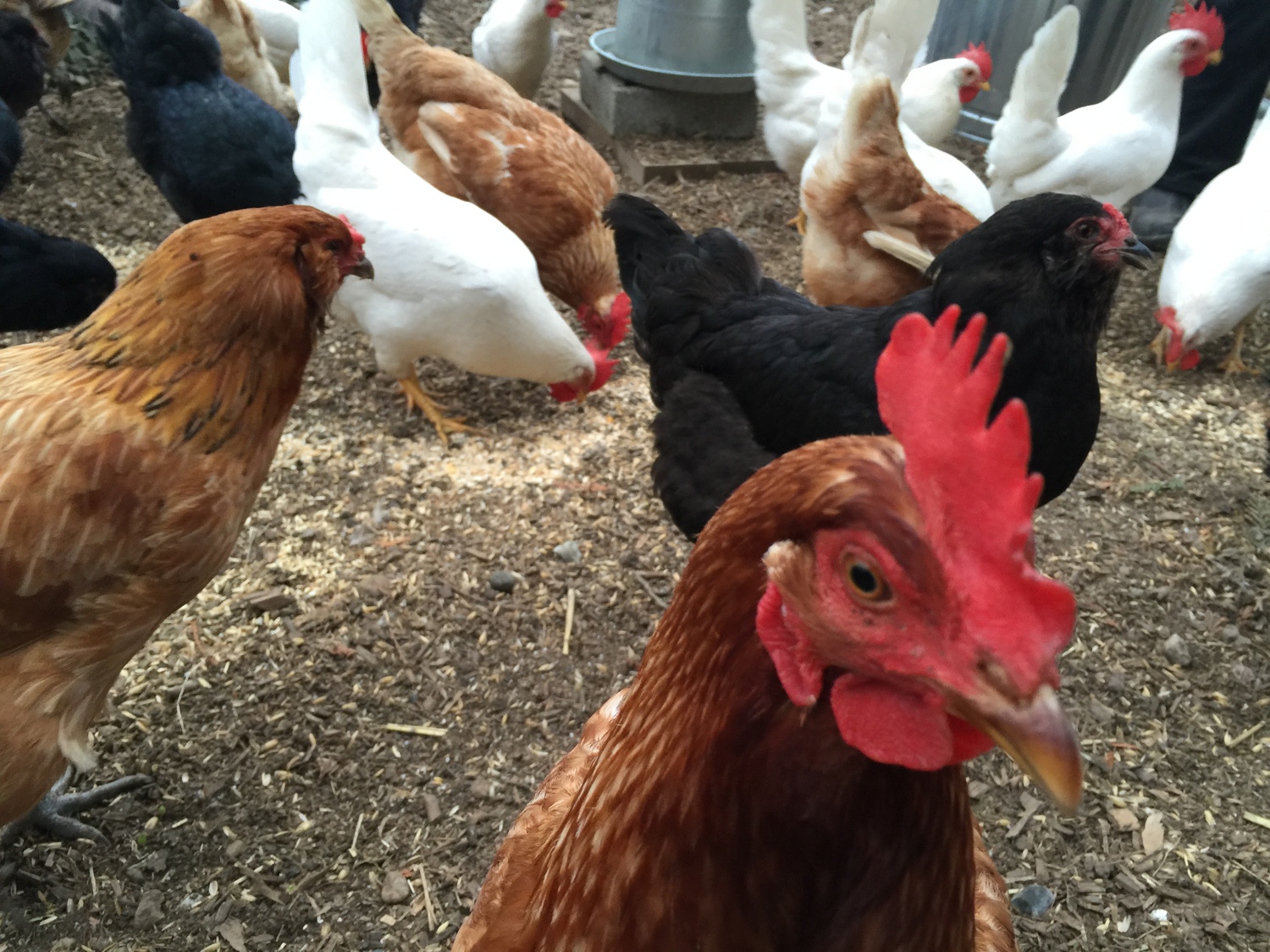 Bildergebnis für chickens on Vashon Island
