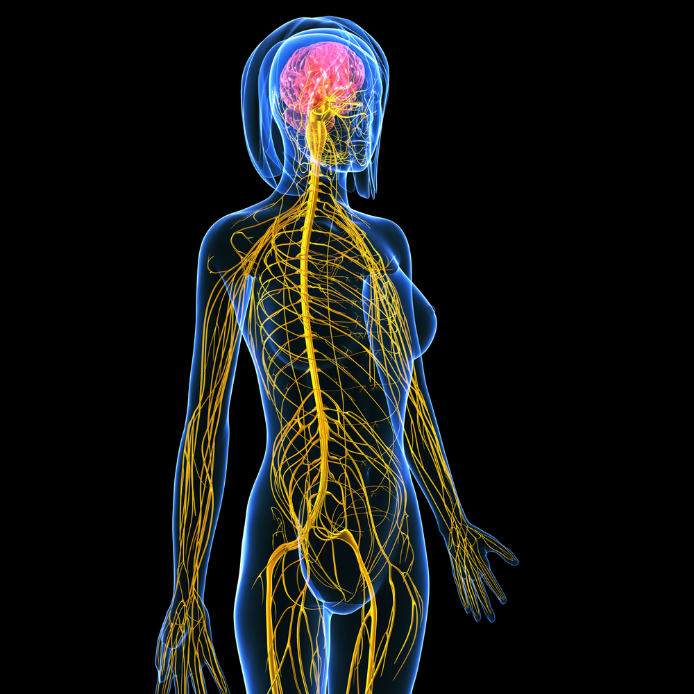 Image result for nerves