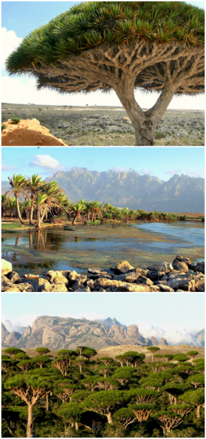 socotra collage.png