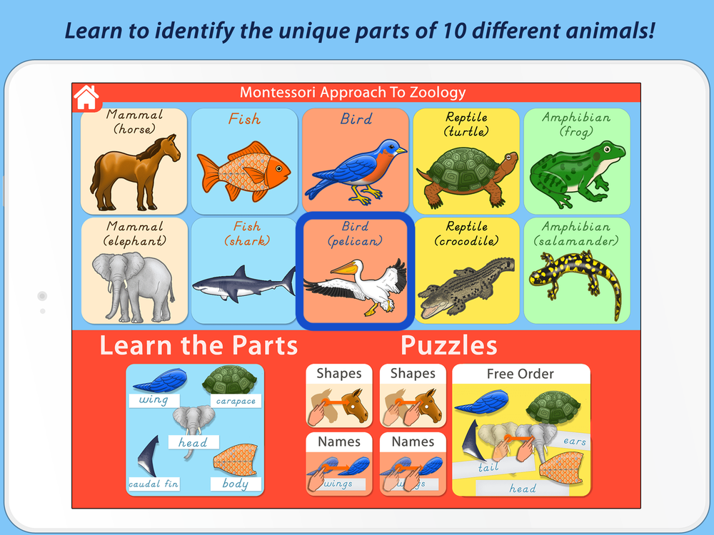 how do scientists classify vertebrates into different groups