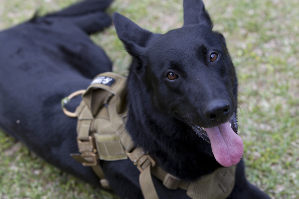 Jop a retired service animal donated to The Raider Project. Jop now supports a Critical Skills Operator at MARSOC.