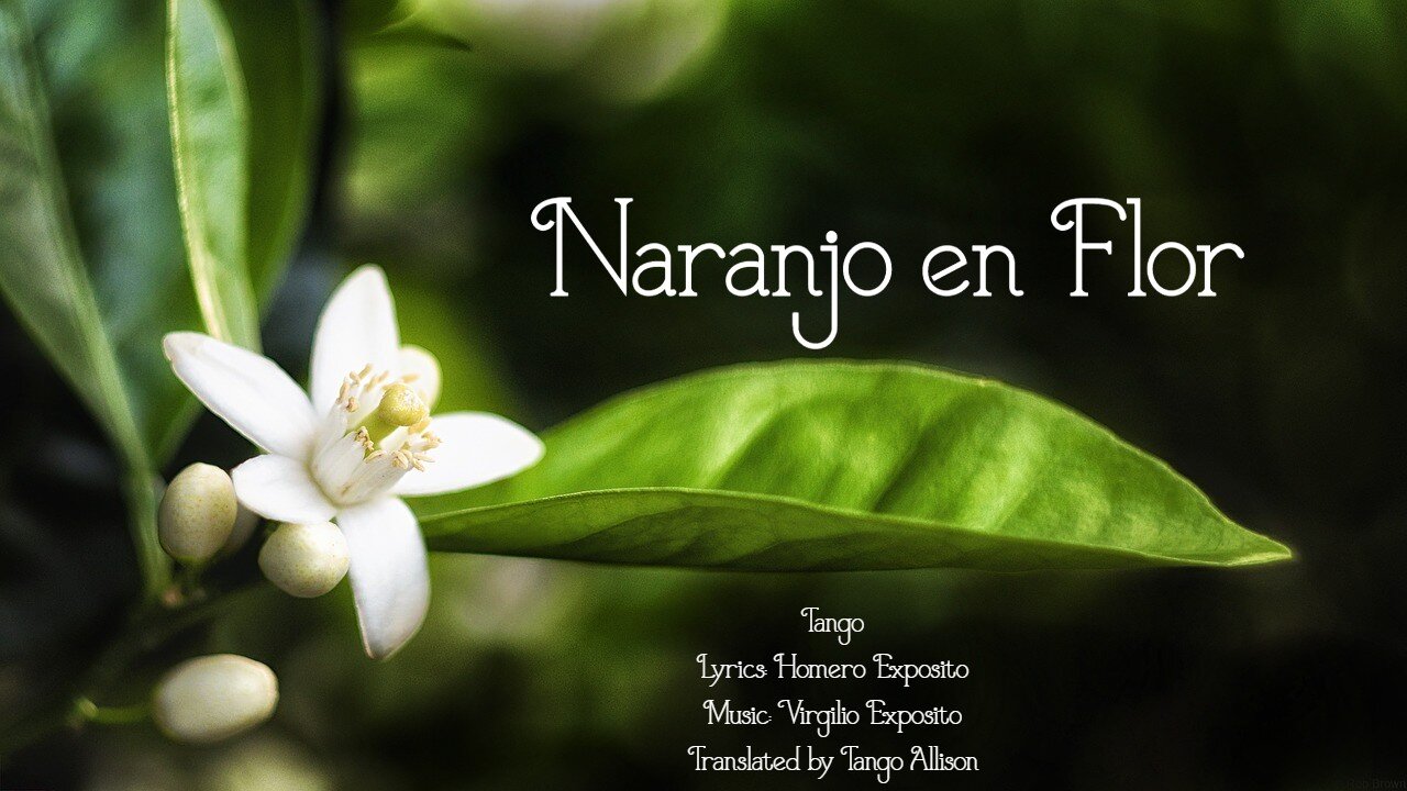 Naranjo en Flor — Tango Allison