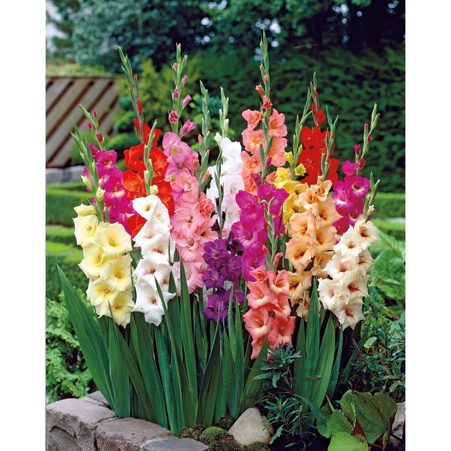 https://static1.squarespace.com/static/53482890e4b0d938823fe923/t/552545b7e4b0f76cd2c30a16/1428506042890/Gladiolus-gladioli-bulbs-flowers-stalbert-edmonton-yeg