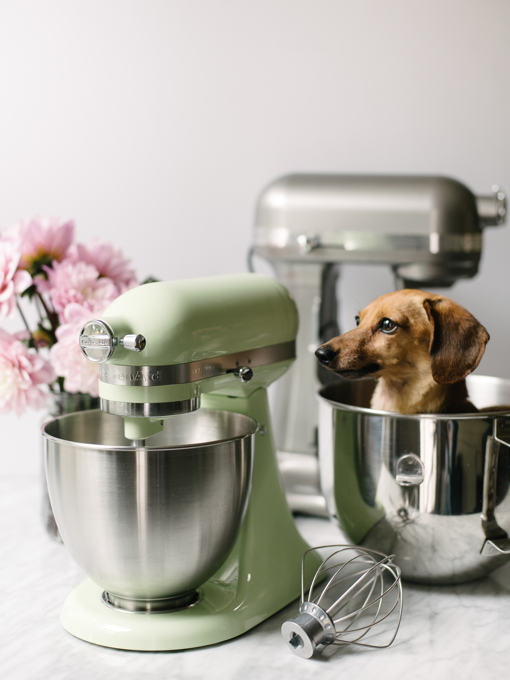 Image result for dog and kitchen aid mixer