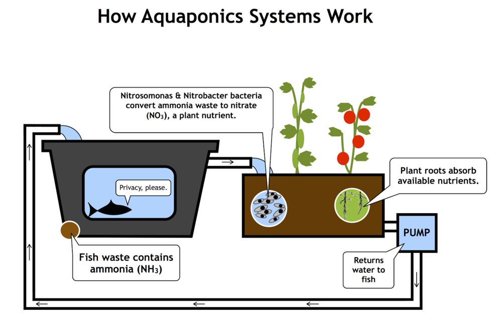 About Aquaponics — SchoolGrown - aquaponics