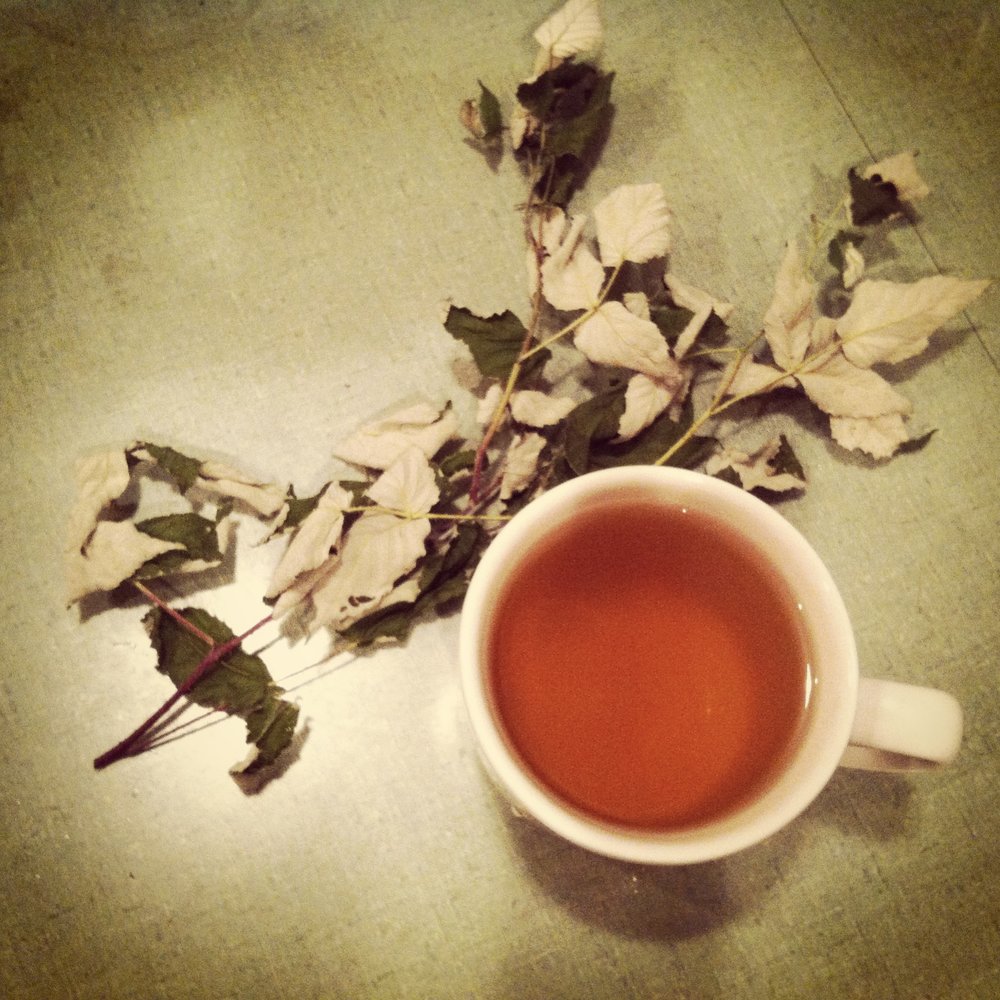 raspberry leaf tea S Zabel.JPG