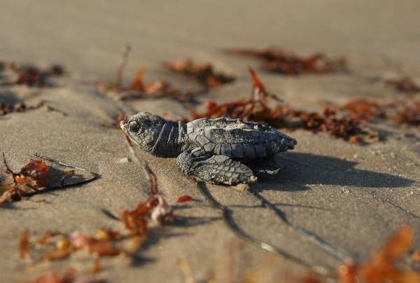 Atlantic Hawksbill Sea Turtle Diets