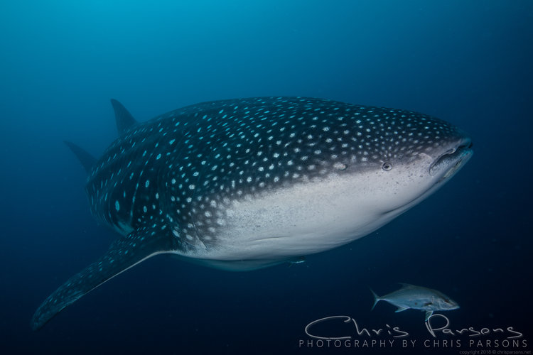 And this is why we bring a fisheye. Whale shark, about 40ft long.