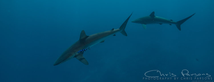 A pair of Silky Sharks gliding in the blue