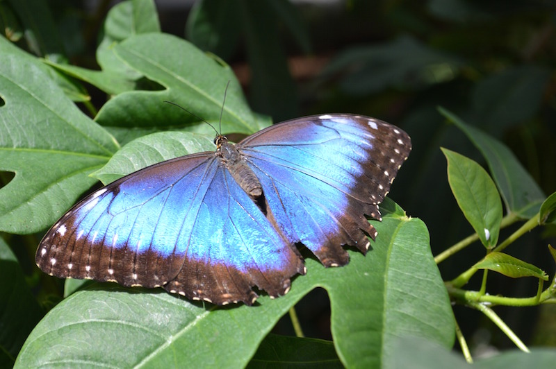 Blue+Morpho+Butterfly+Facts.jpg?format=1