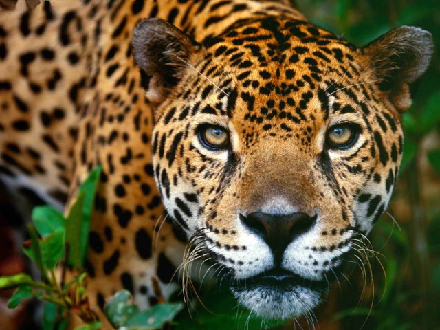 Top 10 Facts About Jaguars | Rainforest Cruises