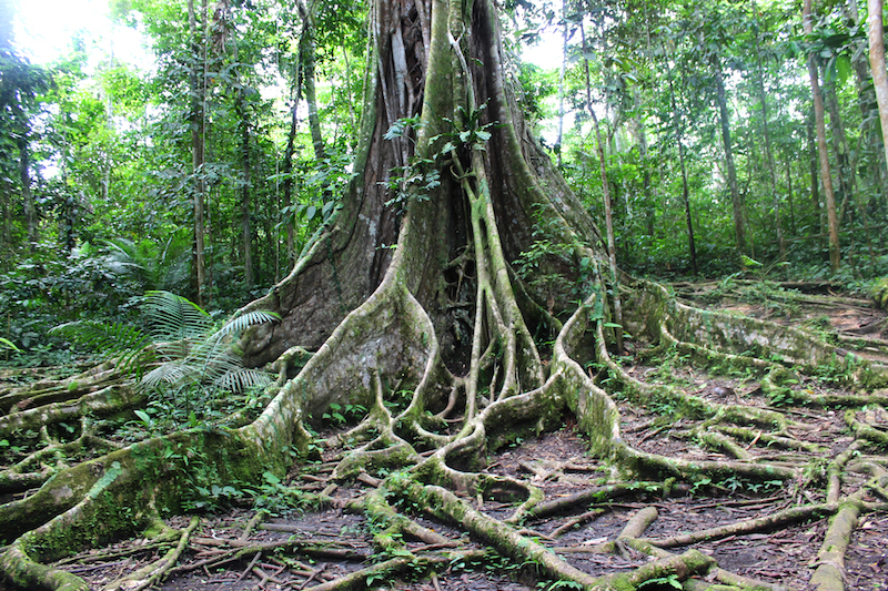amazon+jungle+tree+roots