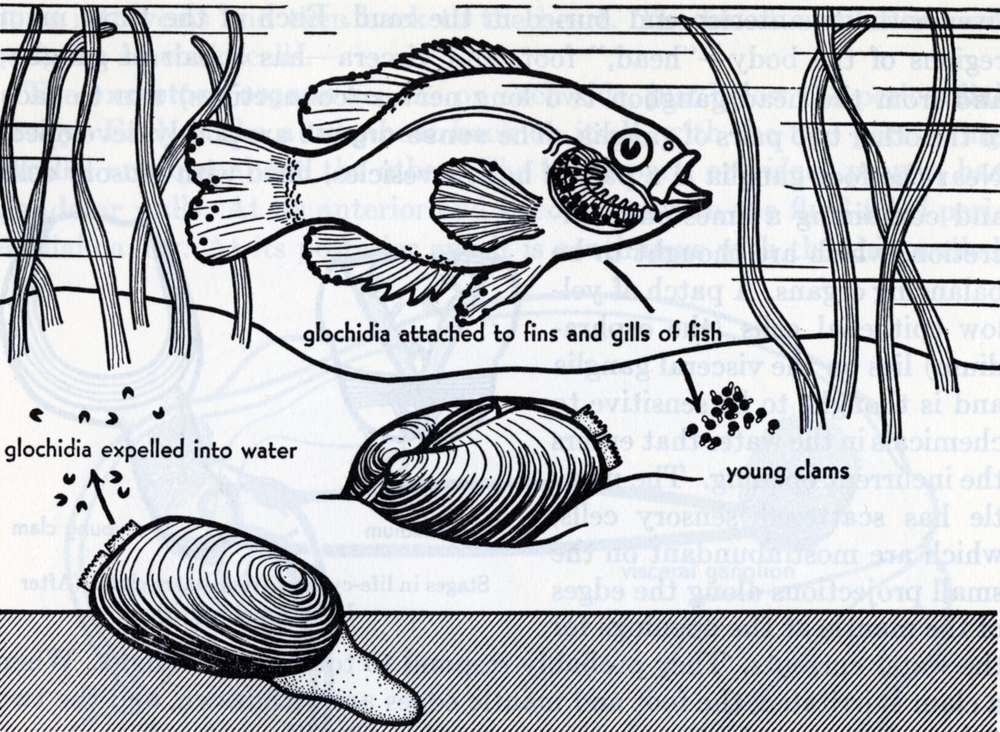 fresh water clams life cycle 