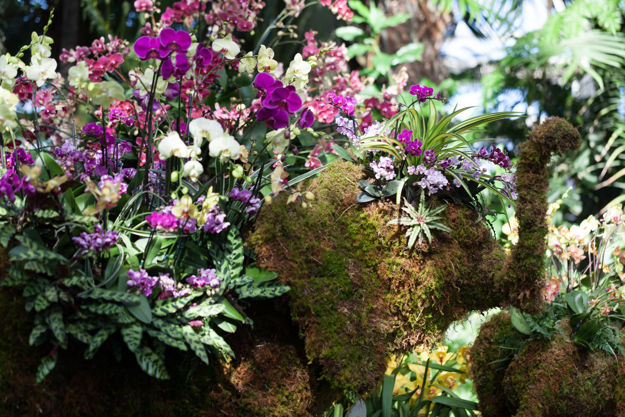 the orchid show at new york botanical gardens — homestead brooklyn