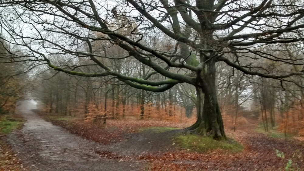 Subtle greys in this beech wood. November 2014.