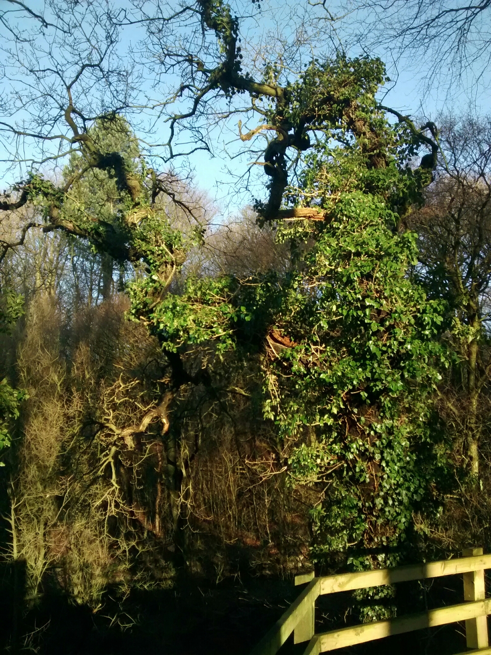 An oak tree covered in ivy, like a Christmas tree with tinsel. 
