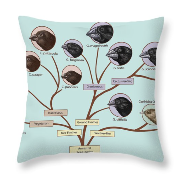  Finch Family Tree Throw Pillow 