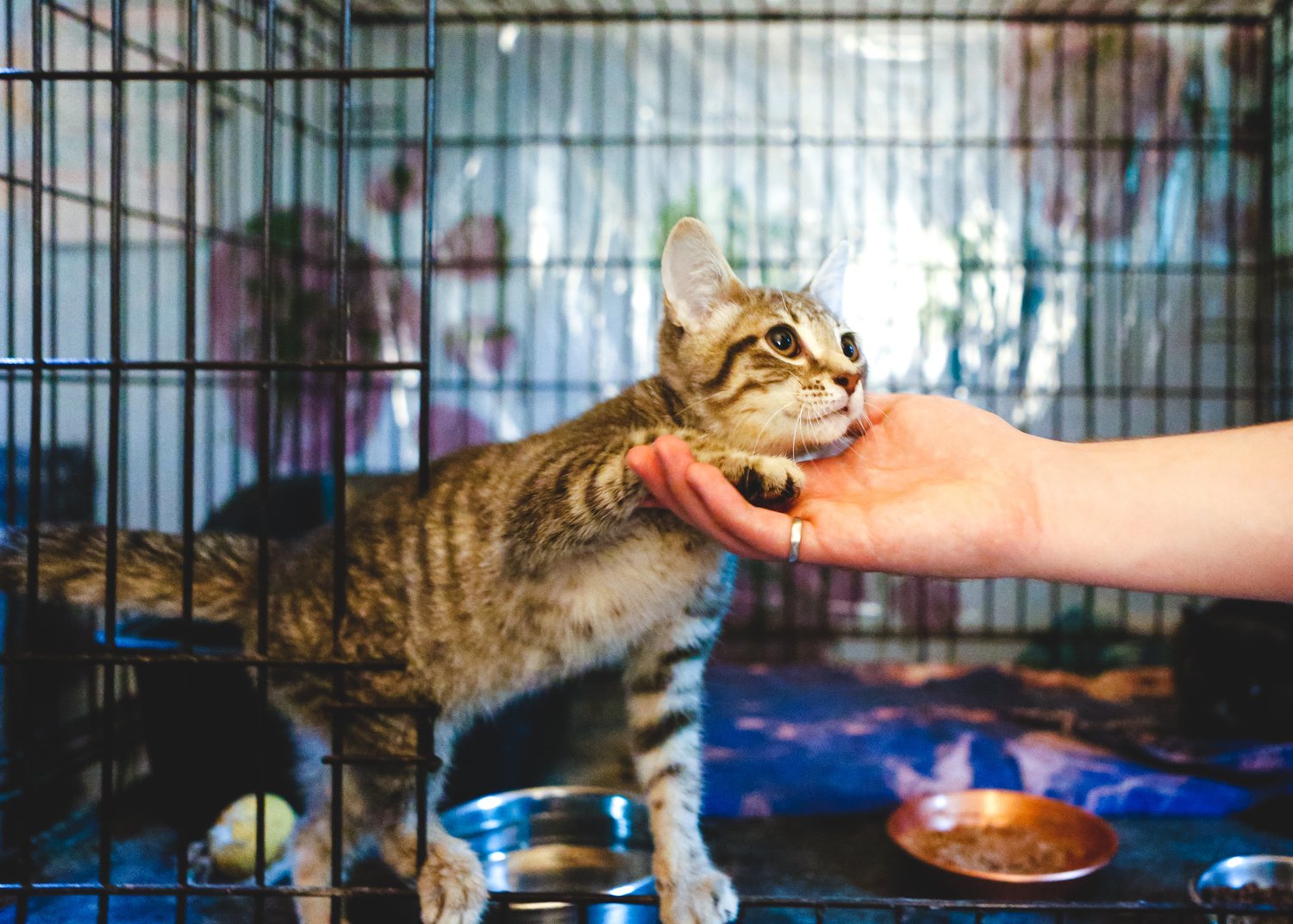 Find the Best Animal Shelter for Cats Near You