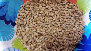  A closer look at raw wheat grain kernels. 