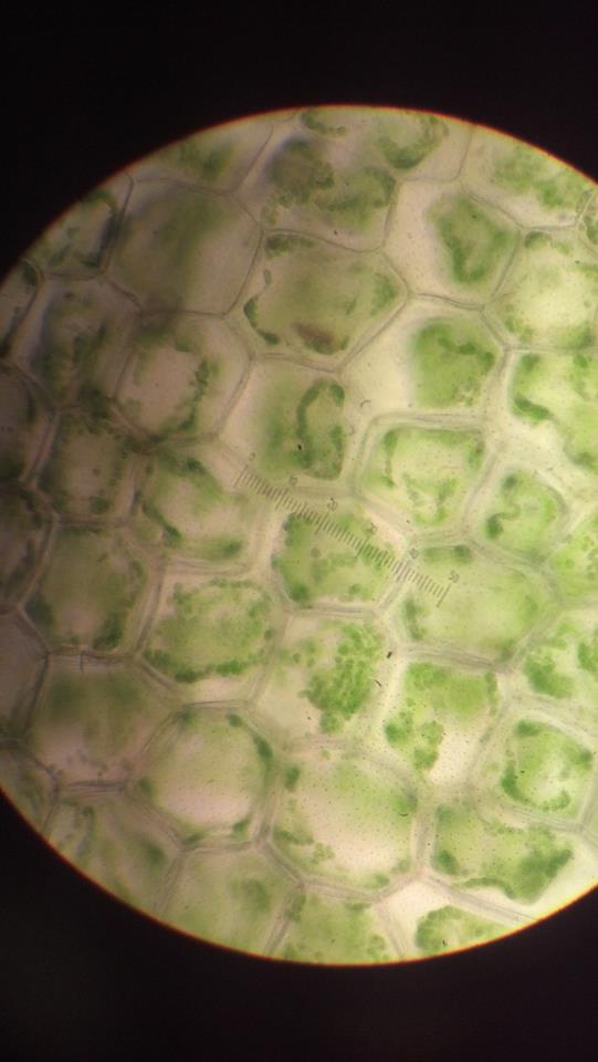 Classroom adventure - plant cells and pollen — Regina Alvarez