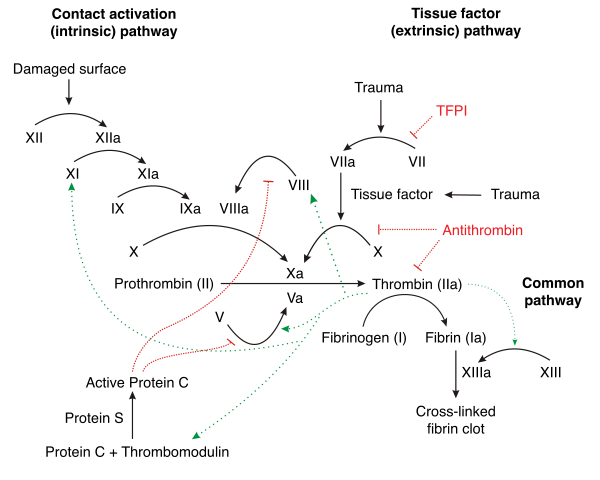 Coagulation Cascade - licensed for reuse by CC SA-3.0 - original available at https://commons.wikimedia.org/wiki/File:Coagulation_full.svg