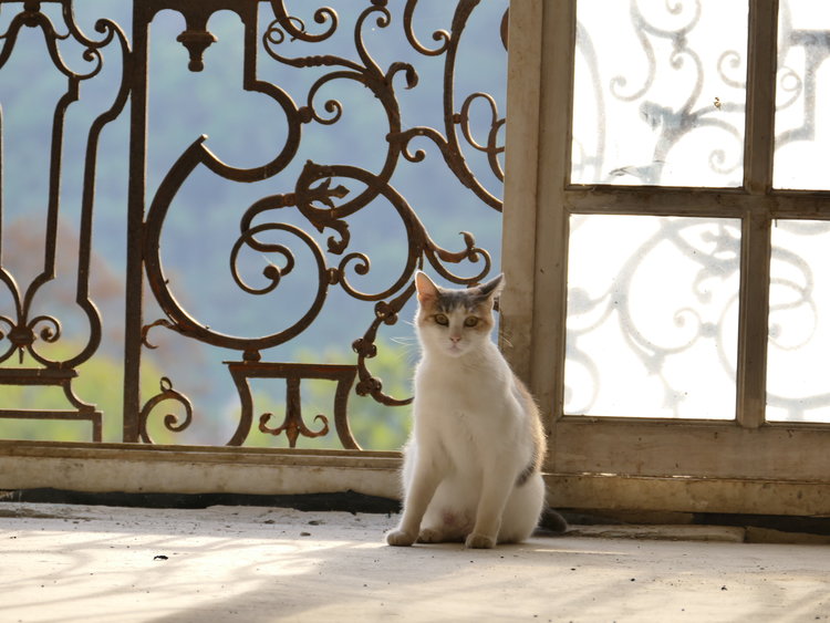 Antoinette had been living on her own in the Château for over ten years. We found her little kittens, one day, just after we bought the Château. Antoinette and three of her sons are now part of our family. 