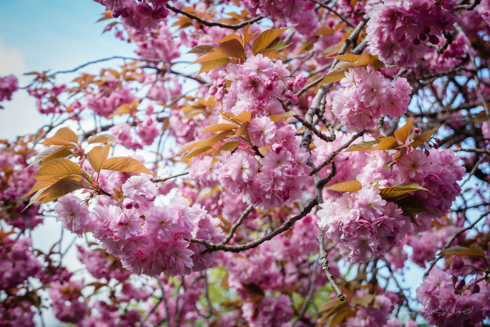 The Fleeting Beauty of the Cherry Blossom — Thomas Fitzgerald Photography