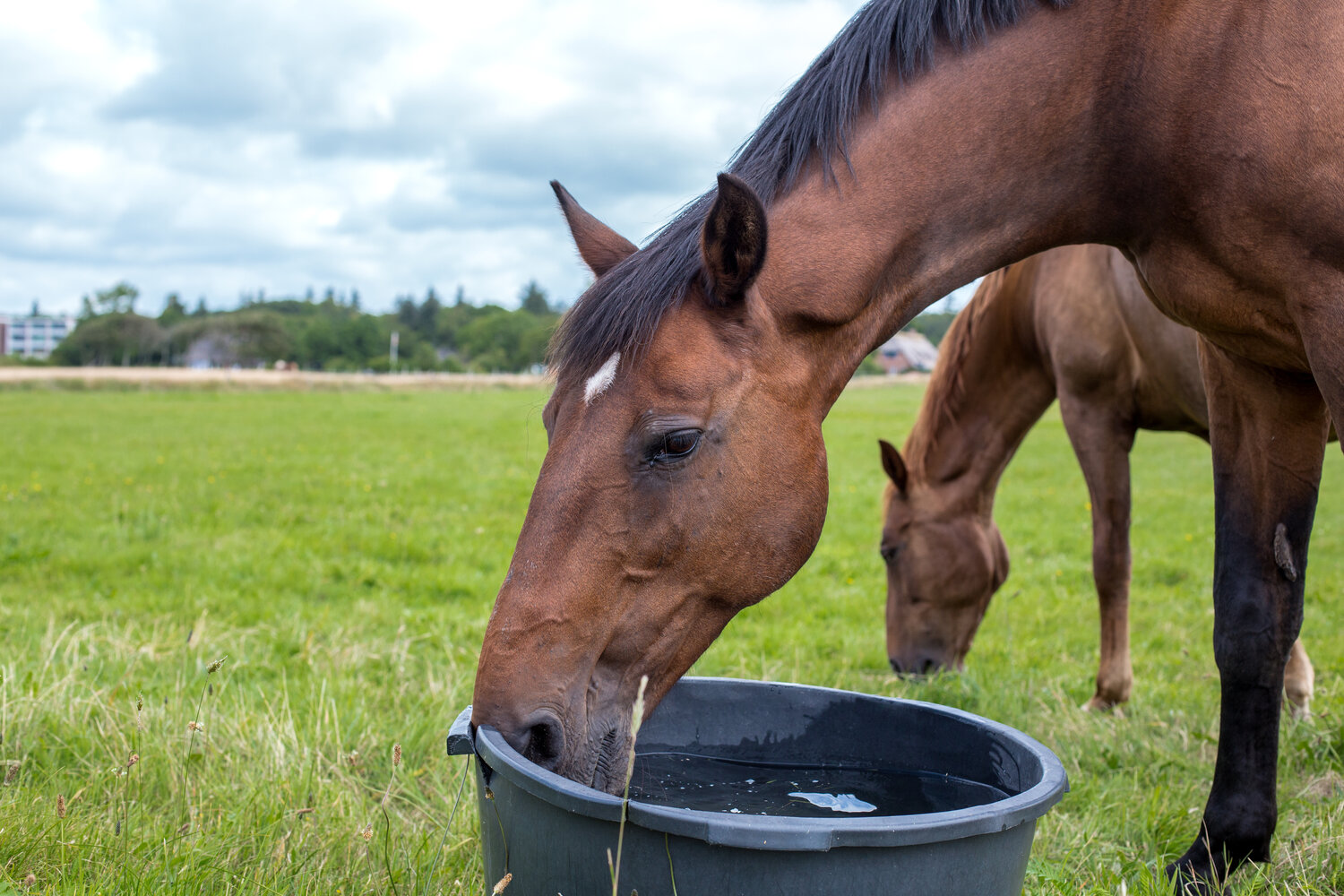 Horse Hydration Tips — Oregon Equine