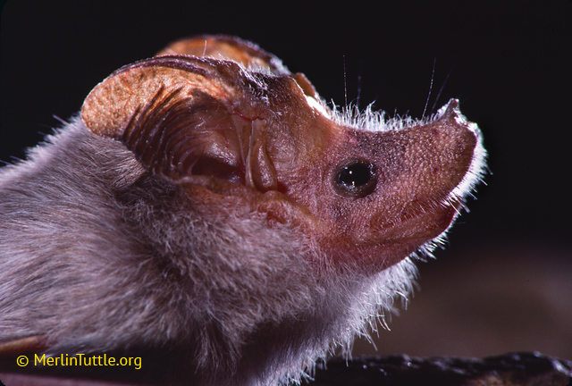  A lesser mouse-tailed bat (Rhinopoma hardwickii). Portraits 