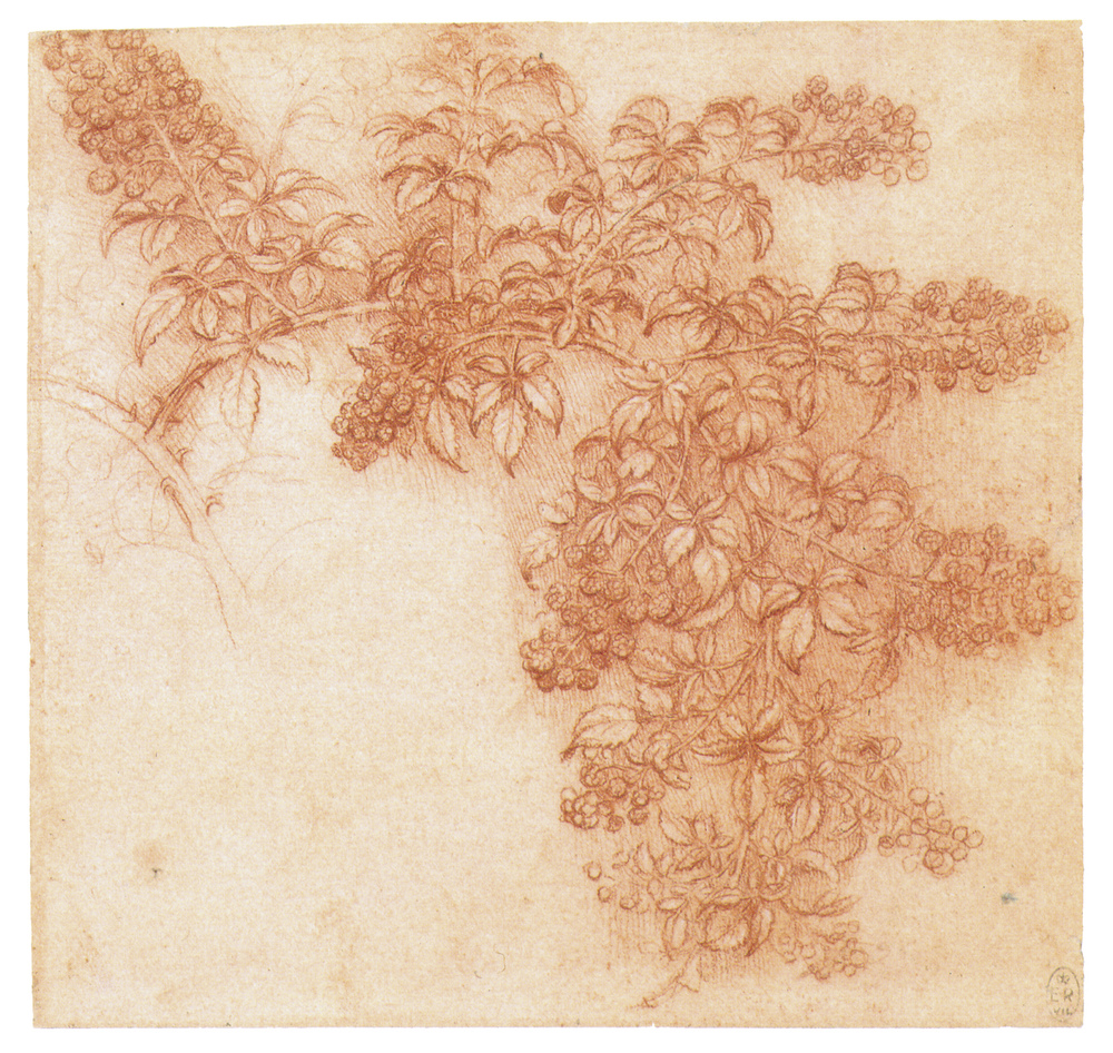Drawing: Plants — Discovering da Vinci: