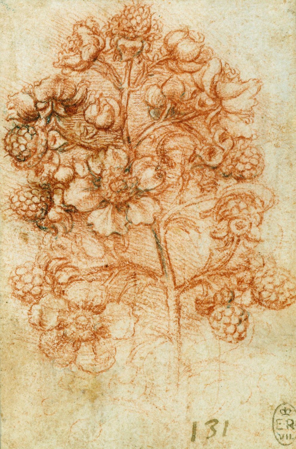 Drawing: Plants — Discovering da Vinci: