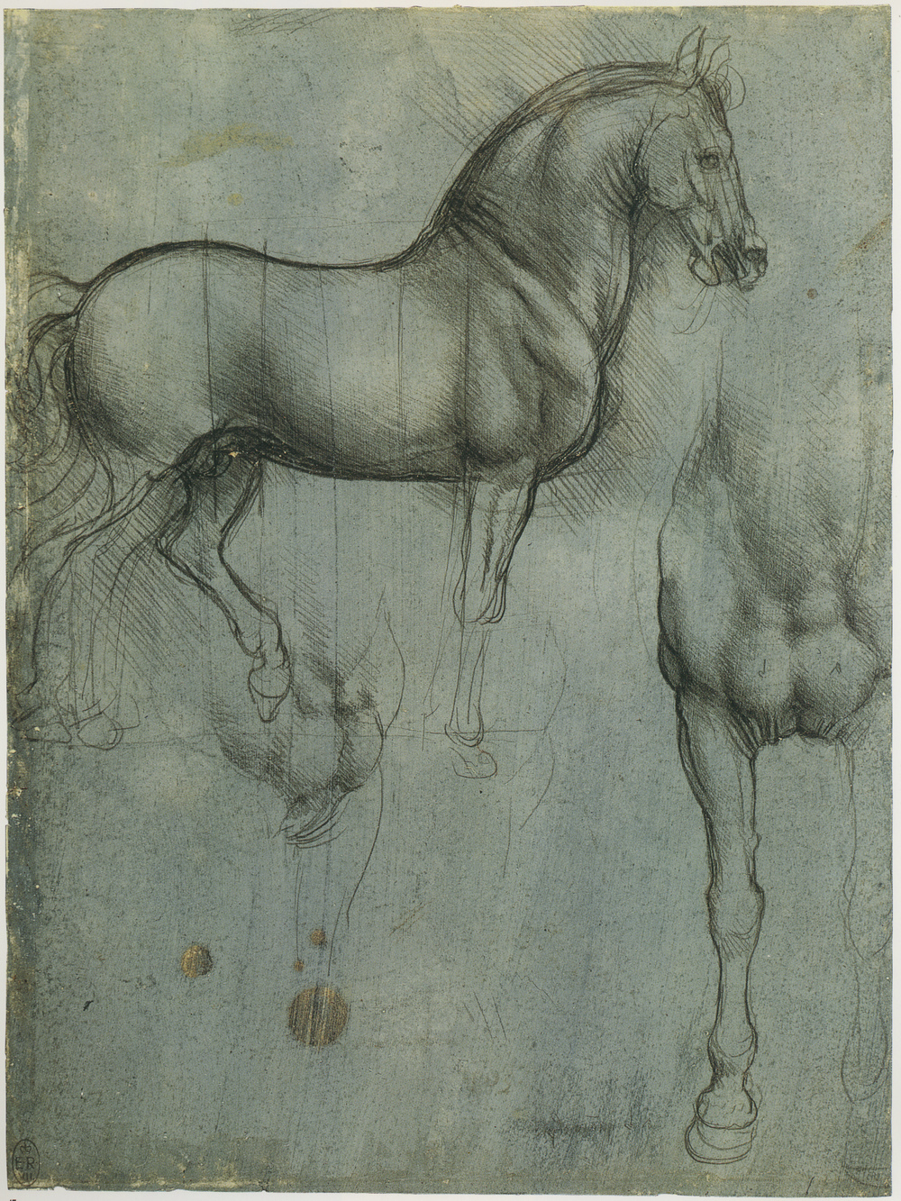 Leonardo-da-Vinci---Drawings---Animals--Horse+Studies+1493.jpg