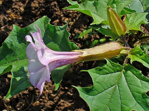  Jimson Weed // Credit:&nbsp;"Datura stramonium 002" by H. Zell - Own work. Licensed under CC BY-SA 3.0 via Wikimedia Commons&nbsp; 