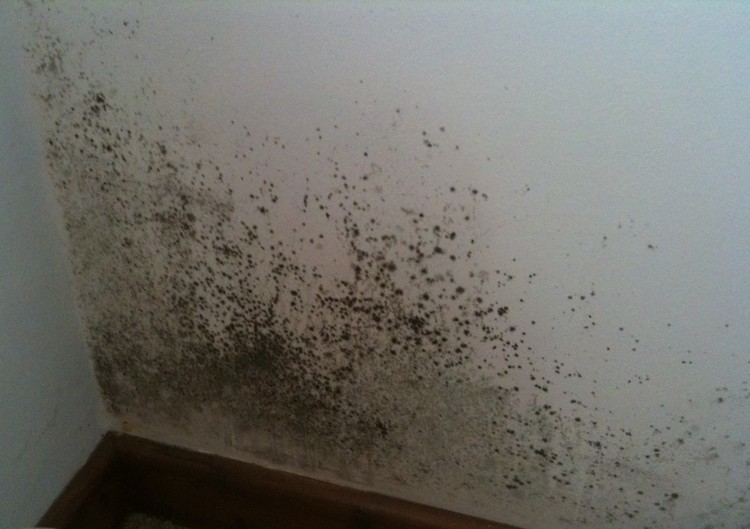 damp and mould — ian perks estate agent